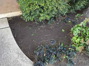 Weeding by James Archer for Michelle T. in Oklahoma City, OK