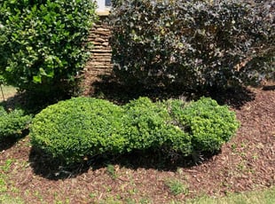 Bush Trimming by Lailani Jacob's for Donald R. in Rolesville, NC