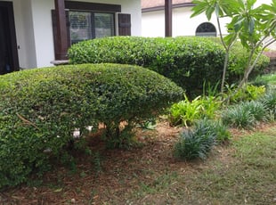 Bush Trimming by Mike Diaz for Terry R. in Orlando, FL