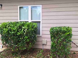 Bush Trimming by Rickey Mccoy for Kenya K. in Buford, GA