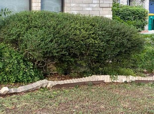 Bush Trimming by Lacy Dixon for Kimberly F. in Converse, TX