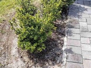 Weeding by Robert Dixon for Jamie S. in Kissimmee, FL