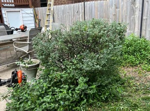 Bush Trimming by Brandon Betts for Kimberly S. in Chicago, IL