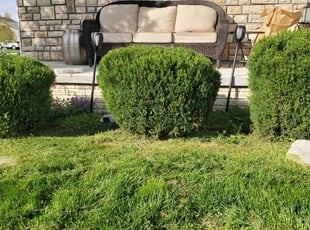 Bush Trimming by Edward Mauler for Carol C. in Delaware, OH