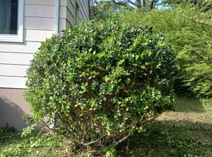 Bush Trimming by Brandon Hughes for Briana H. in Hopewell, VA