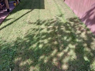 Yining W.'s Lawn Maintenance service result