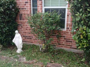 Bush Trimming by Timmie Scott for Terry L. in Montgomery, TX