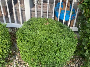 Bush Trimming by Shawn Byers for Glenda W. in Raytown, MO