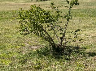 Bush Trimming by Frederick Hawk for Sharen R. in Punta Gorda, FL
