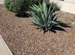 Weeding by Damian Hudson for Moe M. in Surprise, AZ