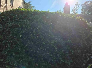 Brittaney D.'s Bush Trimming service result
