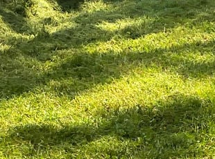 C J J.'s Lawn Mowing Service service result