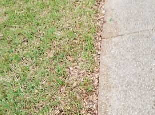 Leaf Removal by Jahaziel Sosa for Gwendolyn L. in San Antonio, TX