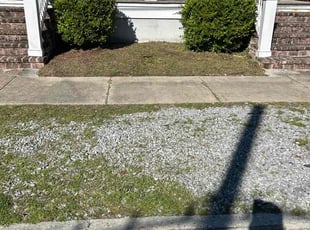 Bush Trimming by Akeem Lewis for Tim G. in New Orleans, LA