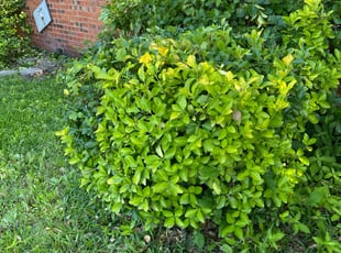Bush Trimming by James Dunn for Tyrone W. in Richland Hills, TX