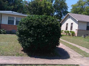 Bush Trimming by Samuel Hodge for Teresa I. in Dallas, TX