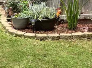 Weeding by Troy Smith for Heather L. in San Marcos, TX