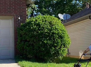 Bush Trimming by Brandon McDonald for Vanessa G. in Springfield, MO