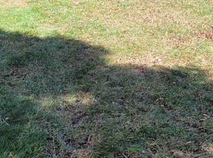 Leaf Removal by Nicole Carter for Maggie S. in Midlothian, VA