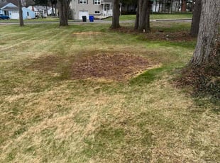 Leaf Removal by Kenneth Mccarthy for Patrick F. in Wethersfield, CT