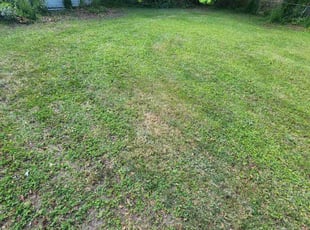 Leaf Removal by Carl Stephans for Chelsea A. in Portsmouth, VA