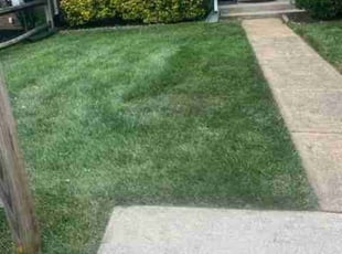 Shane V.'s Grass Cutting service result
