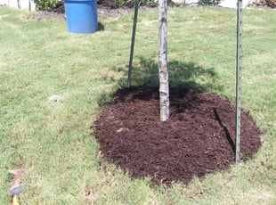 Landscaping by James Moncebaiz for Andre J. in Round Rock, TX