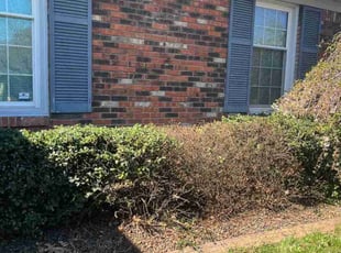 Bush Trimming by Orbin De Dios for Leilani K. in Louisville, KY