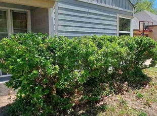 Bush Trimming by William Beacham for Elizabeth V. in Wichita, KS