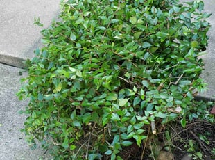 Bush Trimming by Artavius Clark for Norman M. in Washington, DC