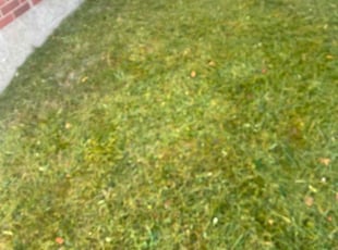 Pamela C.'s Lawn Mowing service result