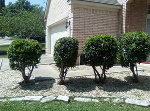 Bush Trimming by Duane Cotton for Miho R. in San Antonio, TX
