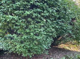 Bush Trimming by Scott Culala for Sharon C. in Overland Park, KS