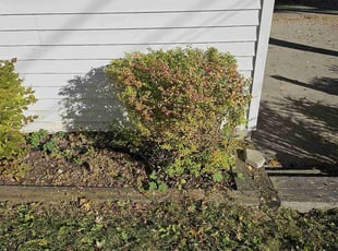 Bush Trimming by Robert Dowdy for Dale S. in Milwaukee, WI