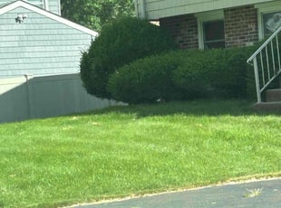 Michelle L.'s Lawn Maintenance service result