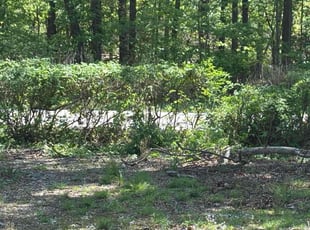 Bush Trimming by Zachary Krenik for Nalani T. in Brandywine, MD