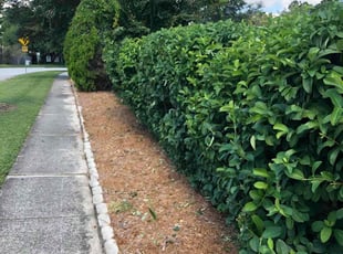 Bush Trimming by Kelvin Williams for Rhonda H. in Jacksonville, FL