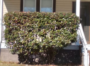 Bush Trimming by Marvin White for Janeih B. in Norfolk, VA