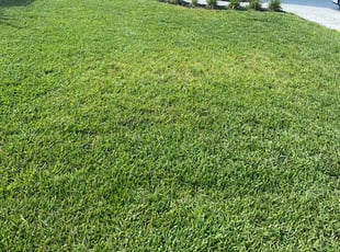 Michele C.'s Grass Cutting service result