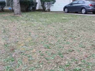 Leaf Removal by Christian Gonzalez for Brian B. in Charlotte, NC