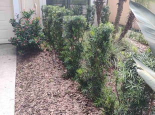 Bush Trimming by Deven Dunn for Elizabeth L. in Altamonte Springs, FL