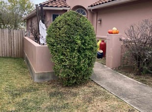 Bush Trimming by Humberto Bernal for Molly G. in Austin, TX