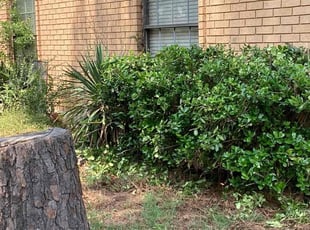 Bush Trimming by Gregory Hearn for Gabby B. in Bartlett, TN