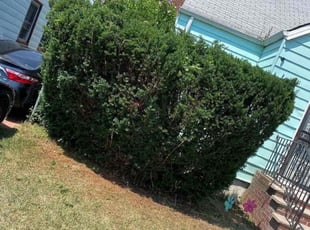 Bill B.'s Bush Trimming service result
