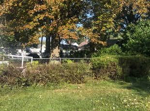 Bush Trimming by Demetrius Bennett Jr for Patricia N. in Willowick, OH