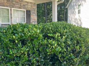 Abigail S.'s Bush Trimming service result