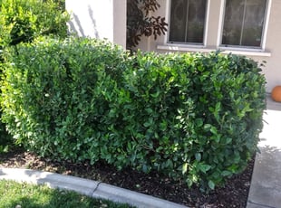 Bush Trimming by Jason Blalock for Ali B. in Antelope, CA