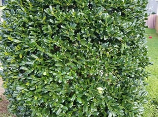 Bush Trimming by Austin Barnes for Brittaney D. in Greenville, SC