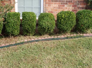 Bush Trimming by Austin Auringer for Dale P. in Norman, OK