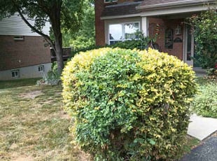Bush Trimming by Caleb Patton for Brandon A. in Cincinnati, OH